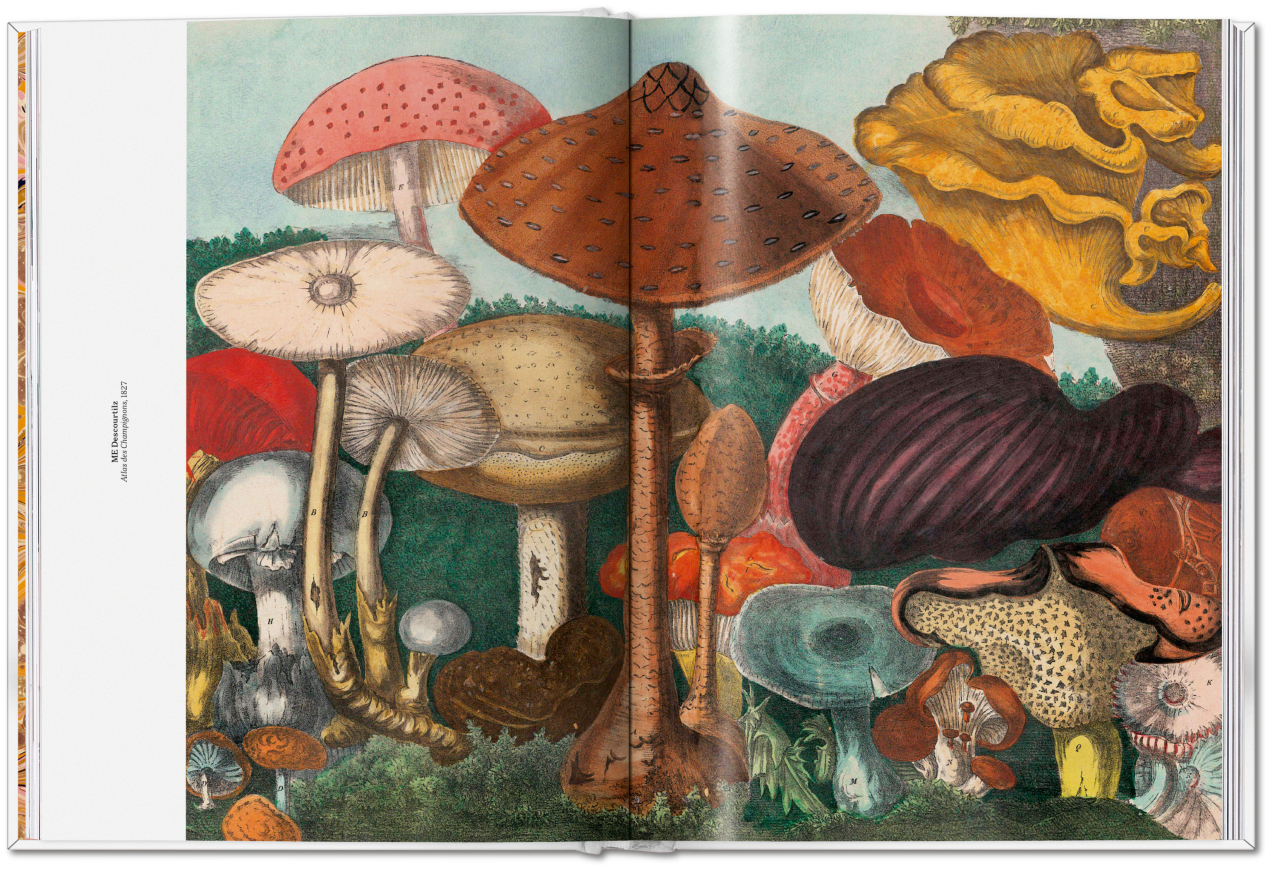 The Gourmand's Mushroom. A Collection of Stories & Recipes - Bild 12 von 23