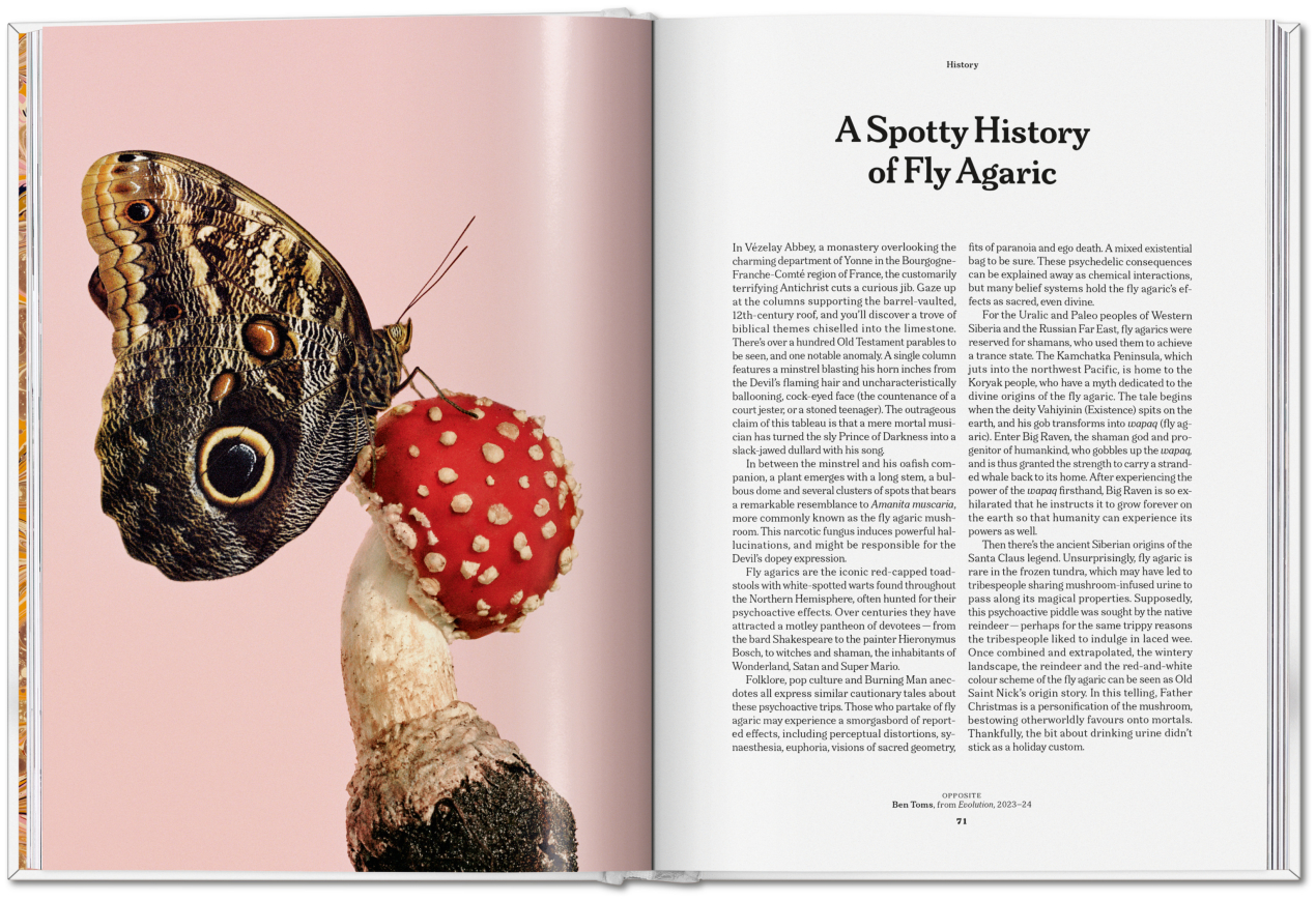 The Gourmand's Mushroom. A Collection of Stories & Recipes - Bild 14 von 23