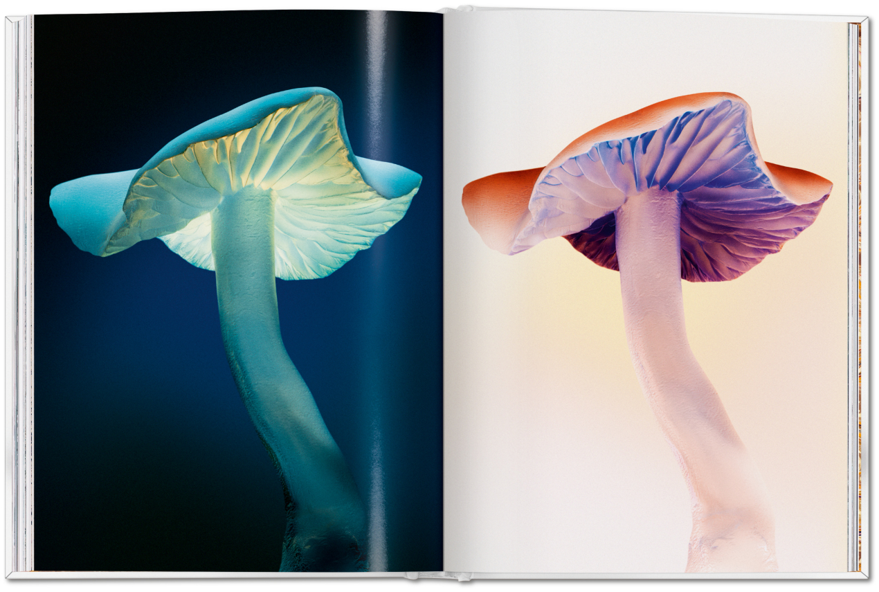 The Gourmand's Mushroom. A Collection of Stories & Recipes - Bild 23 von 23