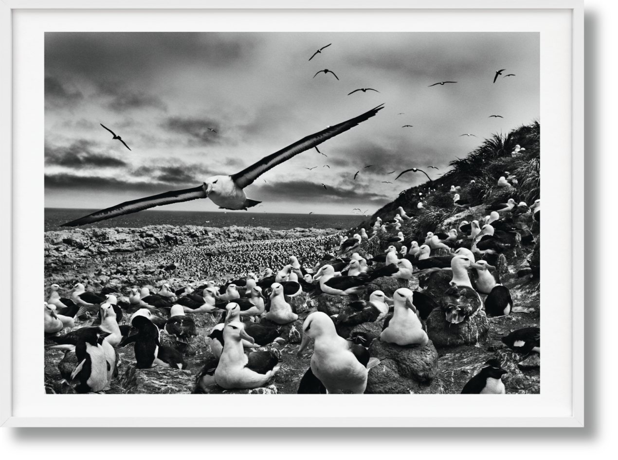 Sebastião Salgado. GENESIS, Art Edition No. 201–300 ‘Black-Browed Albatrosses, Falkland Islands’ - Imagen 1 de 12