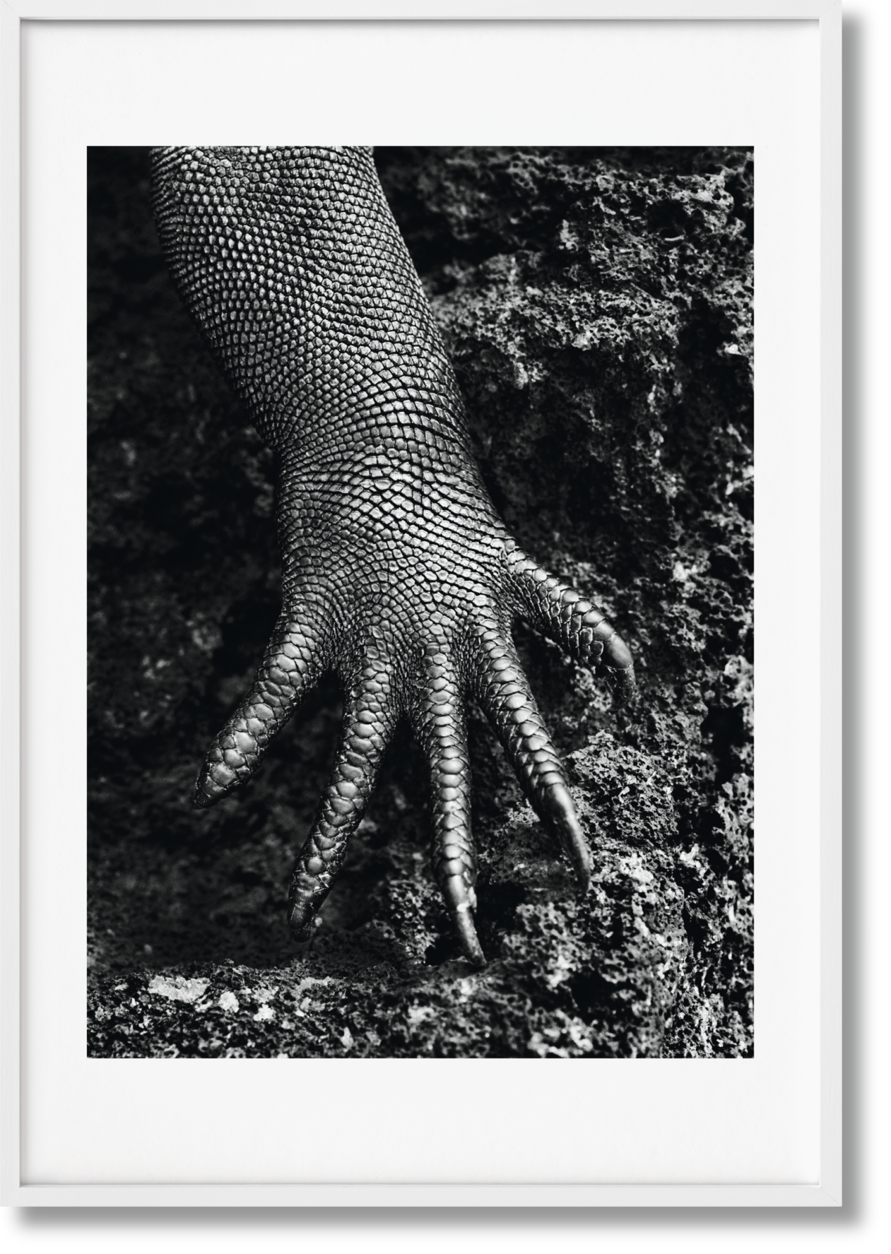 Sebastião Salgado. GENESIS, Art Edition No. 301–400 ‘Marine Iguana, Galápagos, Ecuador’ - Bild 1 von 12