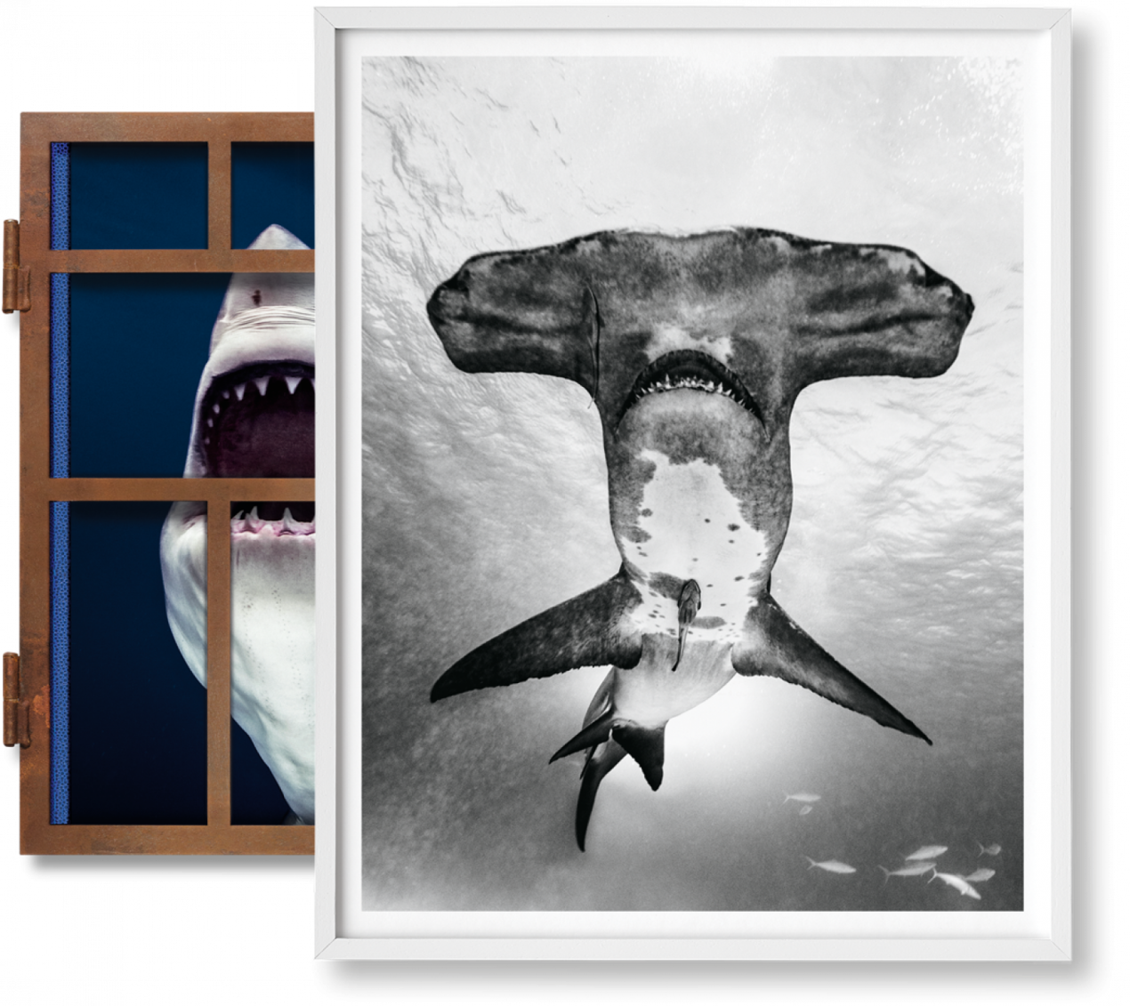 Michael Muller. Sharks, Art Edition No. 101–200 ‘Under Study’ - Immagine 1 di 17