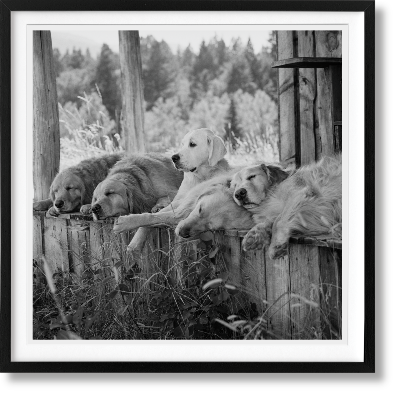 Bruce Weber. The Golden Retriever Photographic Society. Art Edition No. 1–100 ‘Little Bear Ranch, Montana, 1996’ - Image 1 of 20