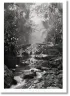 Sebastião Salgado. Amazônia. Poster ‘Creek’