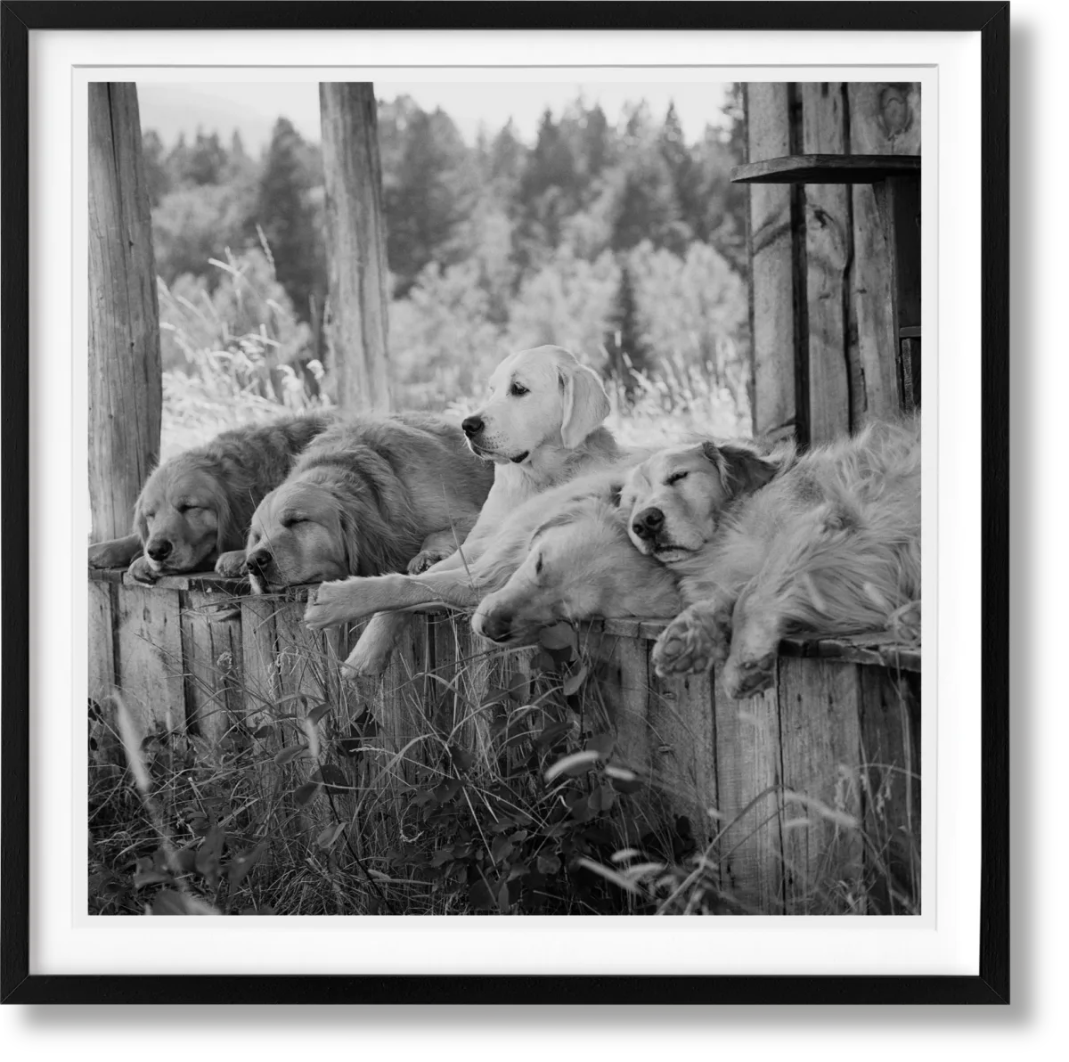 Bruce Weber. The Golden Retriever Photographic Society. Art Edition No. 1–100 ‘Little Bear Ranch, Montana, 1996’