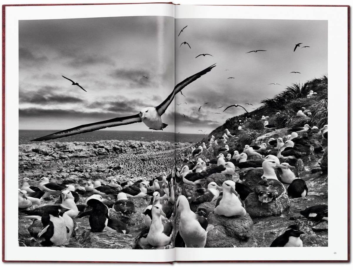 Sebastião Salgado. GENESIS, Art Edition No. 201–300 ‘Black-Browed Albatrosses, Falkland Islands’