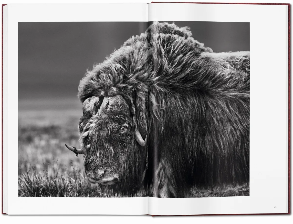 Sebastião Salgado. GENESIS, Art Edition No. 401–500 ‘The Arctic National Wildlife Refuge, Alaska, USA’