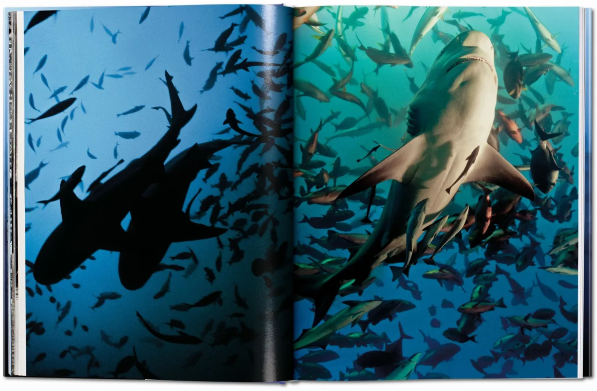 Michael Muller. Sharks. Face-to-Face with the Ocean’s Endangered Predator