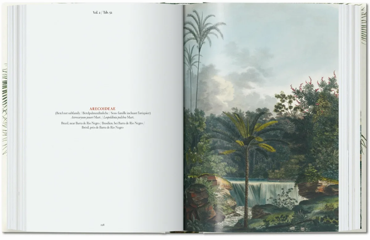 Martius. Das Buch der Palmen. 40th Ed.