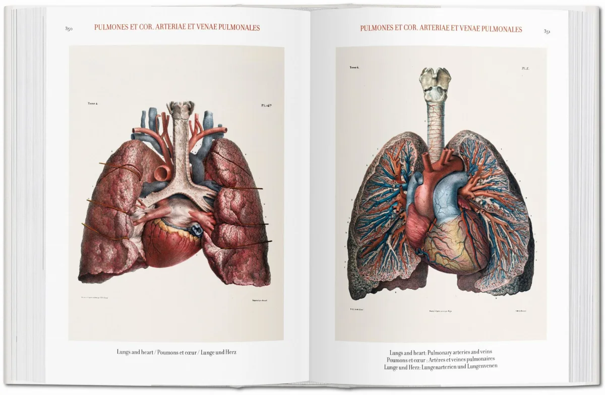 Bourgery. Atlas der menschlichen Anatomie und der Chirurgie