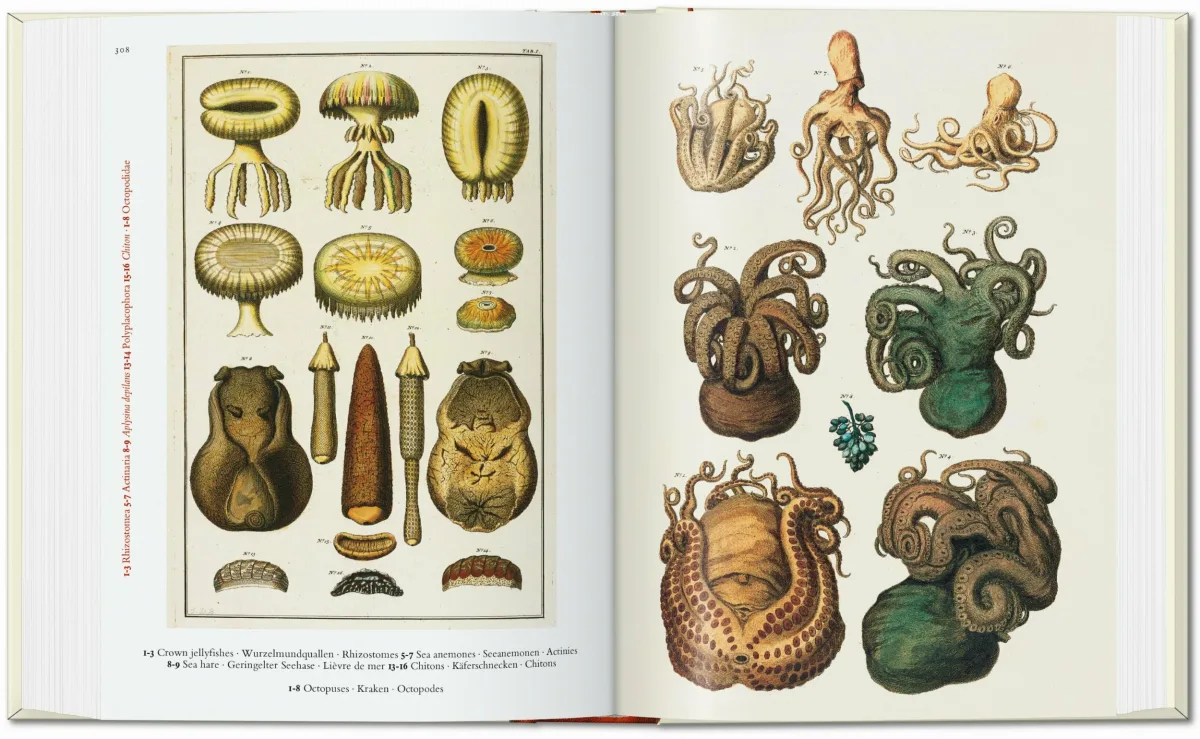 Seba. Le Cabinet des curiosités naturelles. 40th Ed.