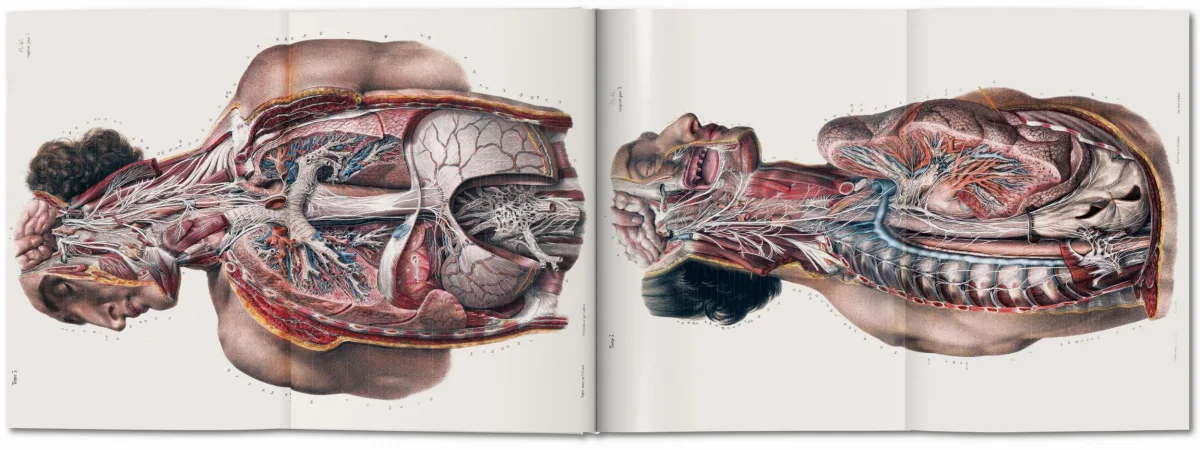 Bourgery. Atlas d'anatomie humaine et de chirurgie