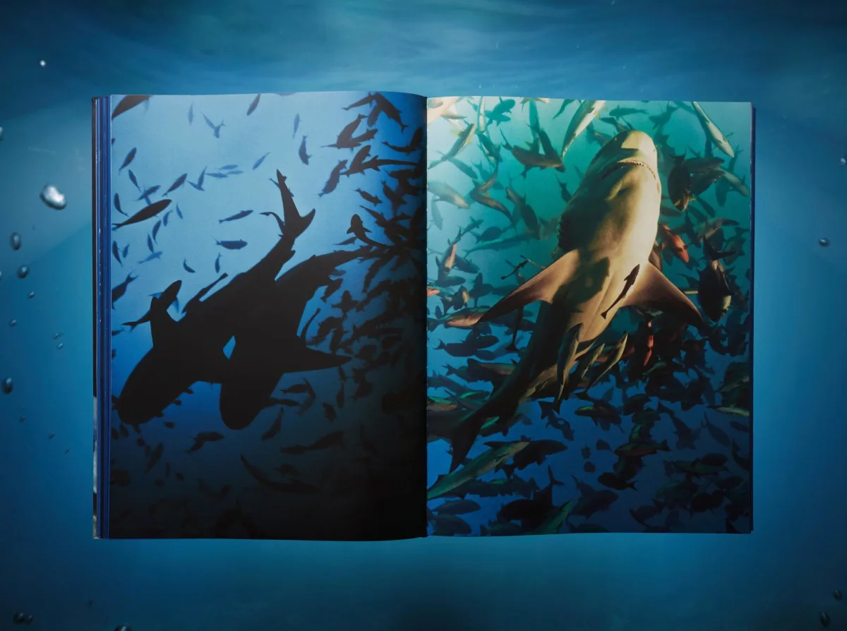 Michael Muller. Requins