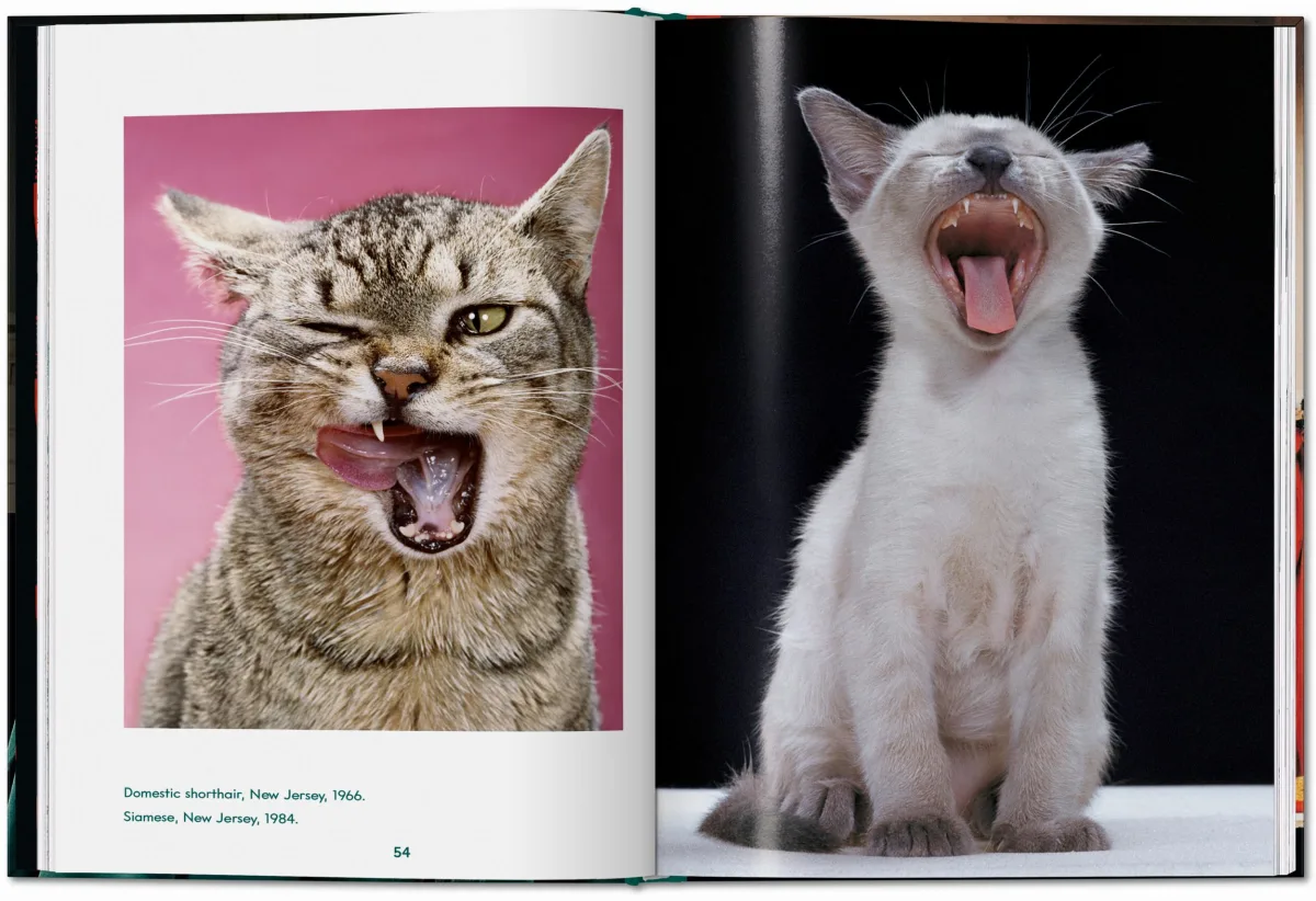 Walter Chandoha Cats Photographs 1942 2018 Icons TASCHEN Books TASCHEN Walter Chandoha Cats Photographs 1942 2018 Icons TASCHEN Books TASCHEN