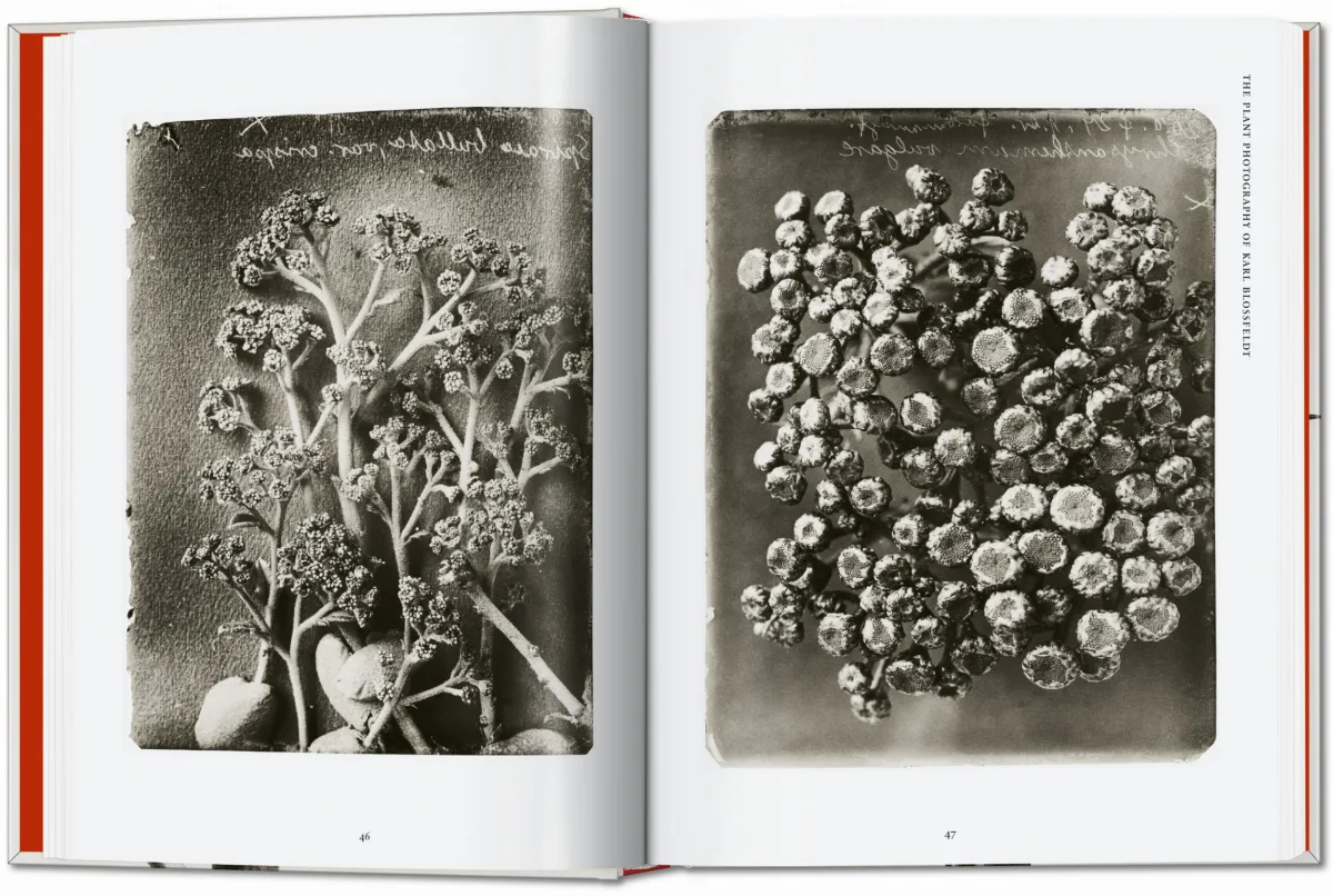 Karl Blossfeldt. The Complete Published Work. 40th Ed.