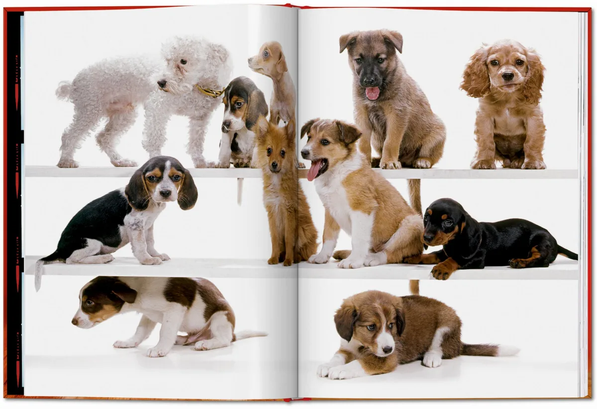 Walter Chandoha. Dogs. Photographs 1941–1991 - Image 3 of 26