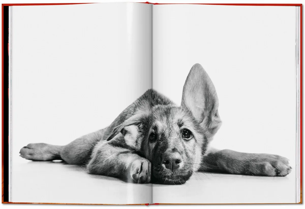 Walter Chandoha. Dogs. Photographs 1941–1991 - Image 9 of 26