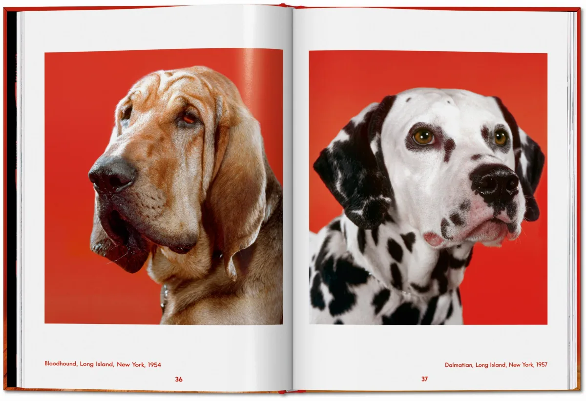 Walter Chandoha. Dogs. Photographs 1941–1991 - Image 10 of 26