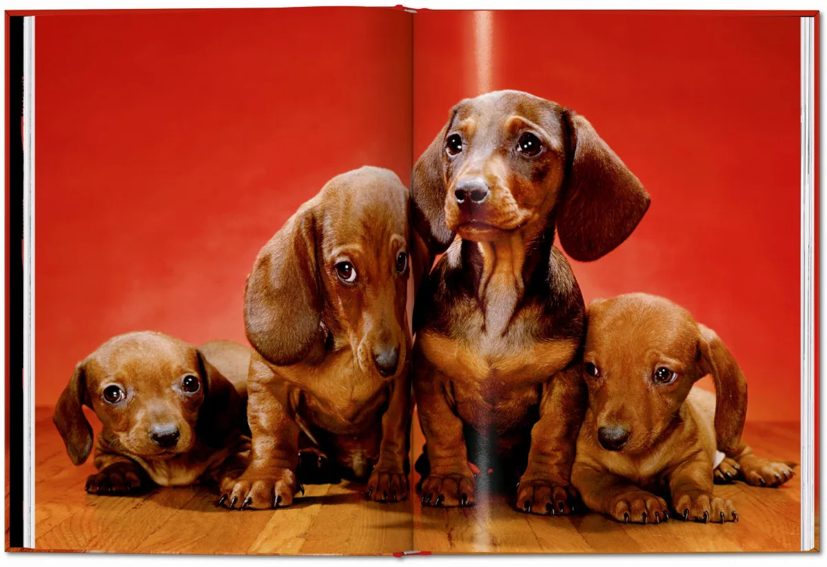 Walter Chandoha. Dogs. Photographs 1941–1991 - Image 12 of 26