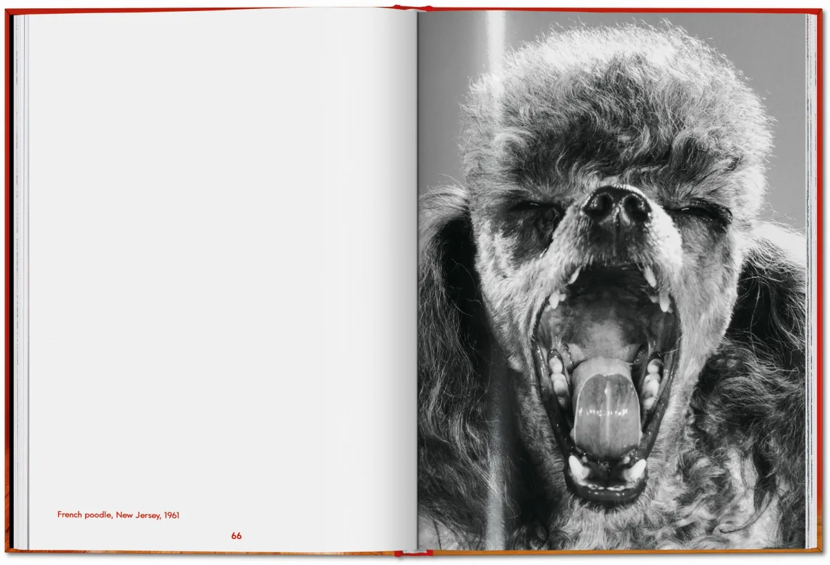 Walter Chandoha. Dogs. Photographs 1941–1991 - Image 14 of 26