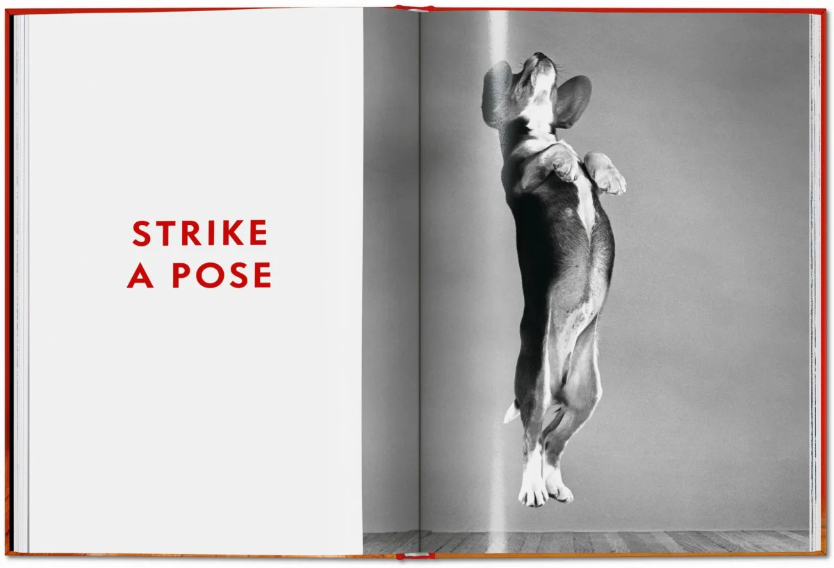 Walter Chandoha. Dogs. Photographs 1941–1991 - Image 15 of 26
