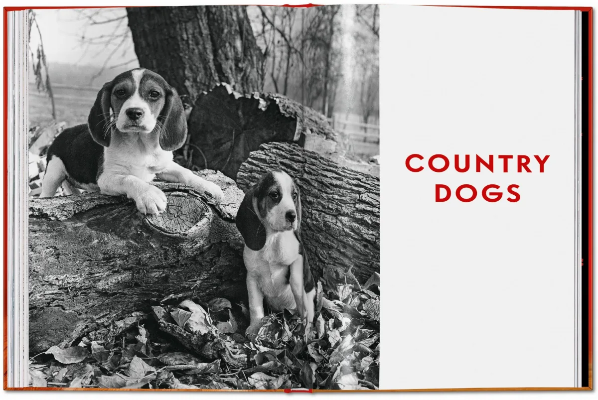 Walter Chandoha. Dogs. Photographs 1941–1991 - Image 23 of 26