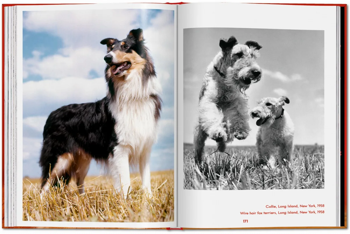 Walter Chandoha. Dogs. Photographs 1941–1991 - Image 24 of 26
