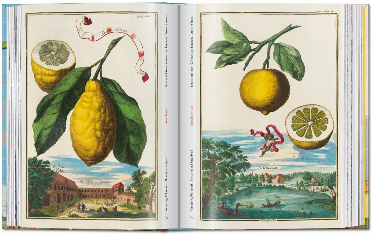 J. C. Volkamer. The Book of Citrus Fruits. 45th Ed. - Image 7 de 23
