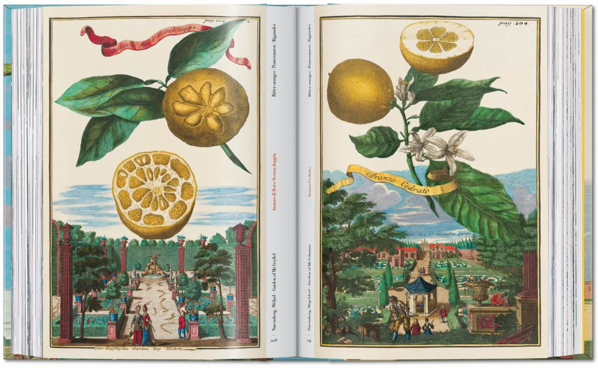 J. C. Volkamer. The Book of Citrus Fruits. 45th Ed. - Image 9 de 23