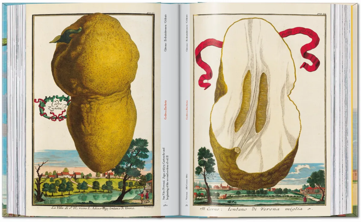 J. C. Volkamer. The Book of Citrus Fruits. 45th Ed. - Image 13 de 23