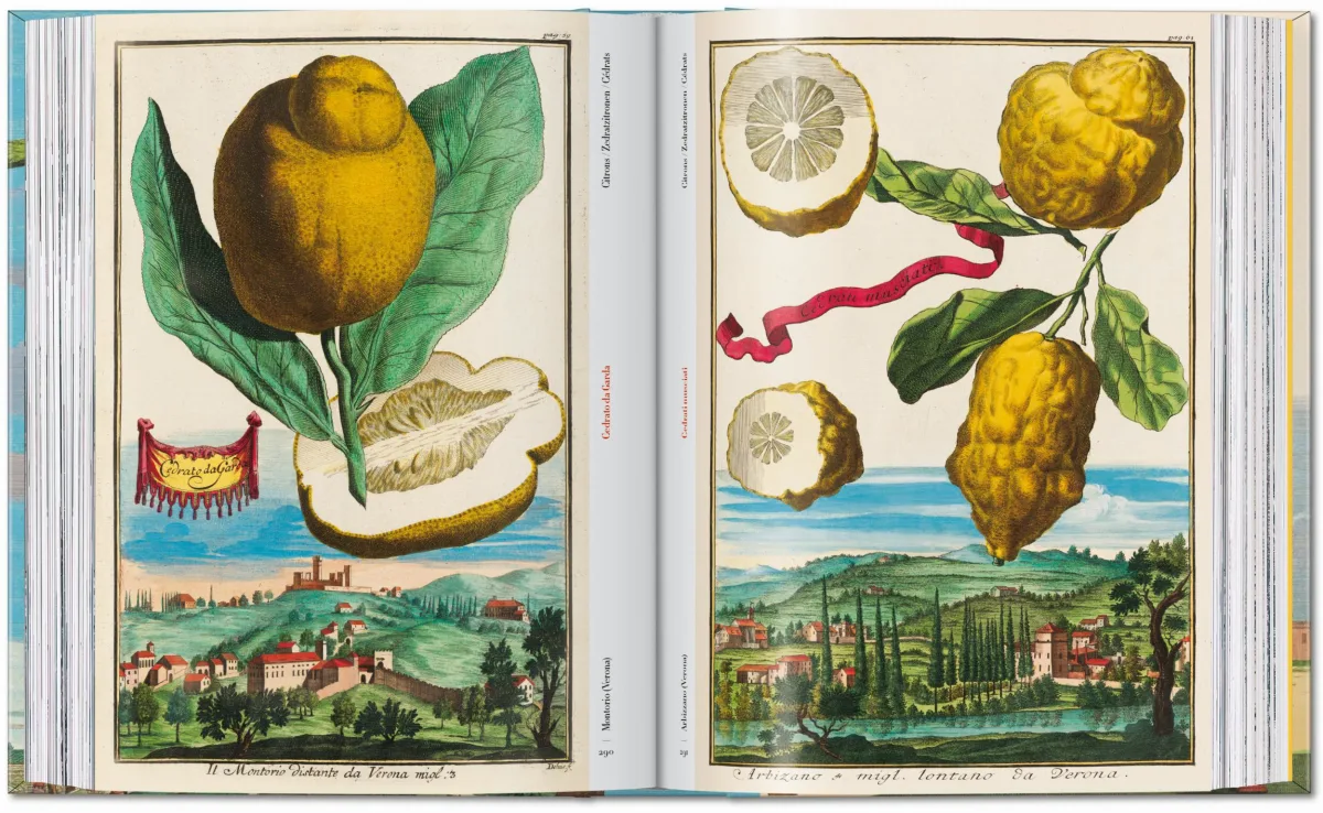 J. C. Volkamer. The Book of Citrus Fruits. 45th Ed. - Image 14 de 23