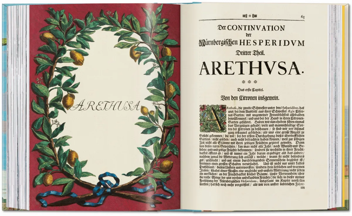 J. C. Volkamer. The Book of Citrus Fruits. 45th Ed. - Image 15 de 23