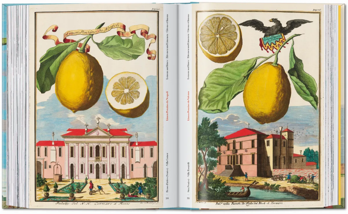 J. C. Volkamer. The Book of Citrus Fruits. 45th Ed. - Image 17 de 23
