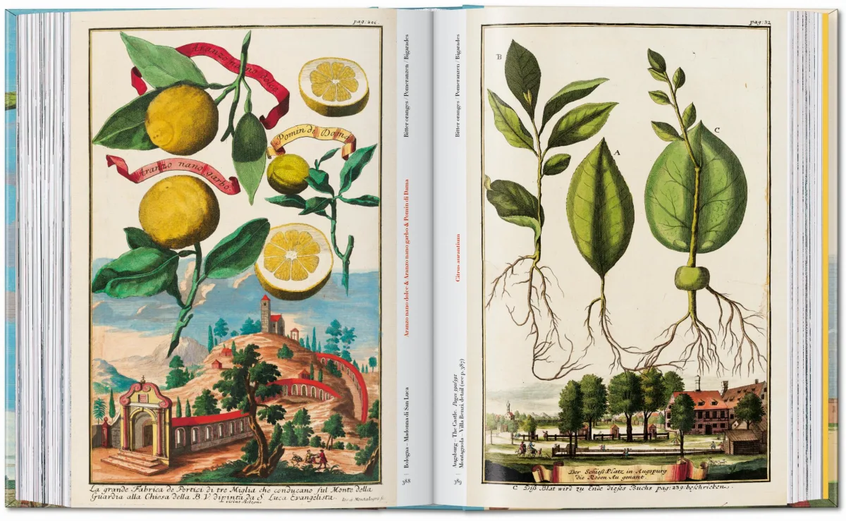 J. C. Volkamer. The Book of Citrus Fruits. 45th Ed. - Image 21 de 23