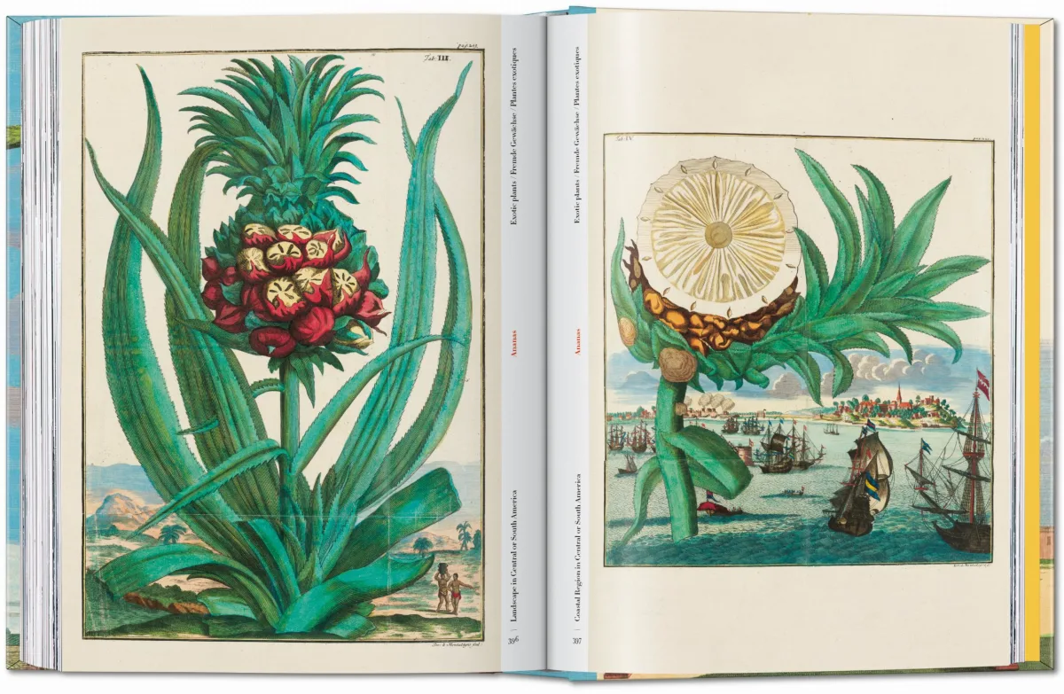 J. C. Volkamer. The Book of Citrus Fruits. 45th Ed. - Image 22 de 23