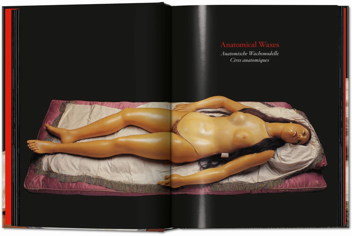 Anatomical Waxes. 45th Ed. - Image 5 de 26