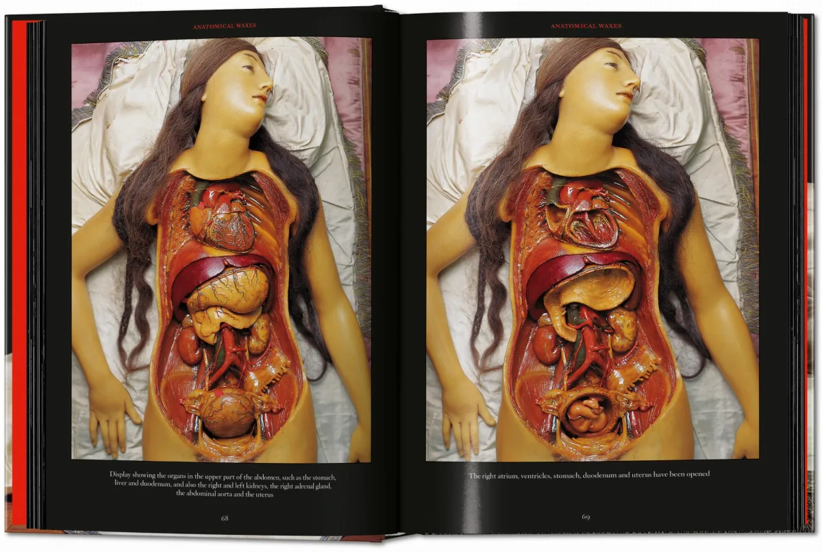 Anatomical Waxes. 45th Ed. - Image 6 de 26