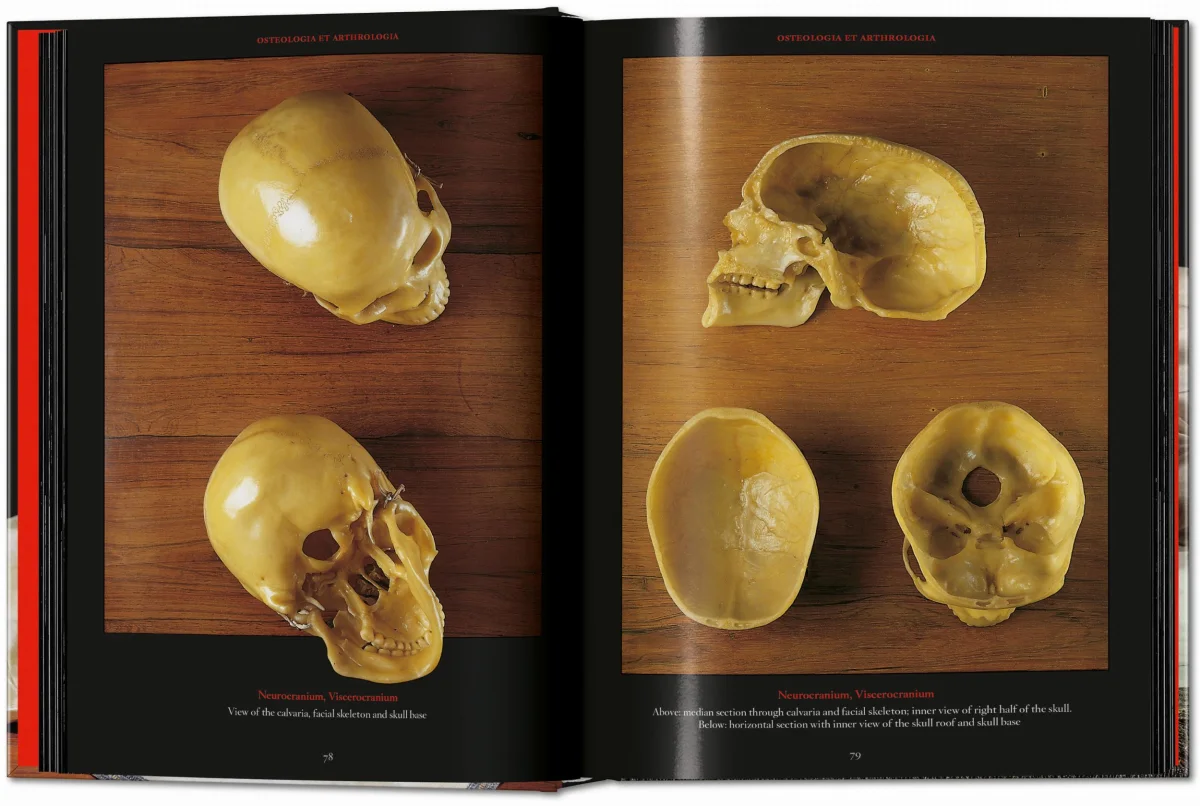 Anatomical Waxes. 45th Ed. - Image 9 de 26
