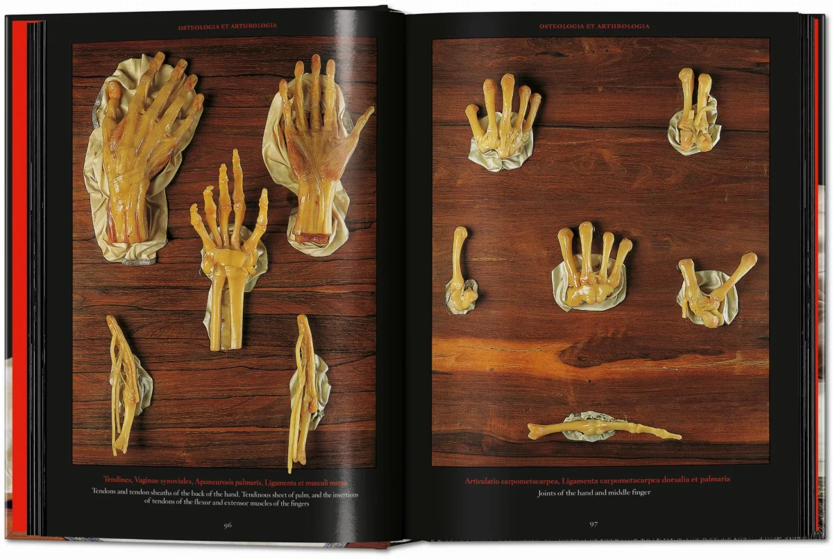 Anatomical Waxes. 45th Ed. - Image 10 de 26