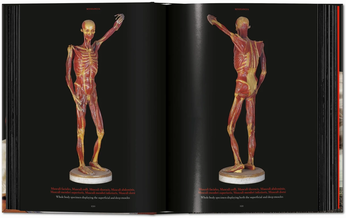 Anatomical Waxes. 45th Ed. - Image 11 de 26