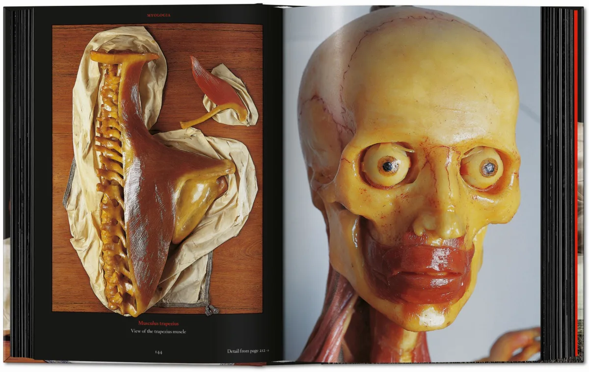 Anatomical Waxes. 45th Ed. - Image 12 de 26