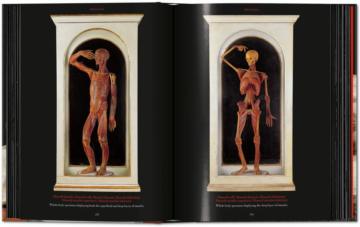 Anatomical Waxes. 45th Ed. - Image 13 de 26