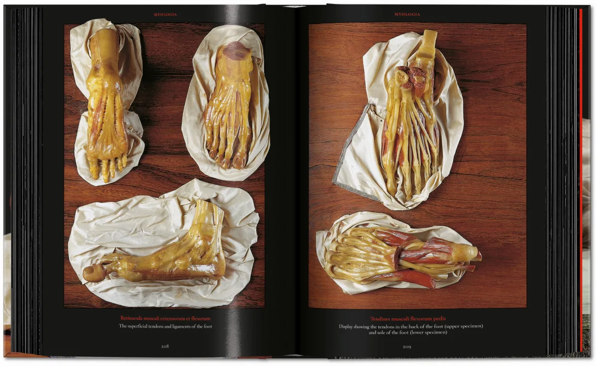 Anatomical Waxes. 45th Ed. - Image 14 de 26
