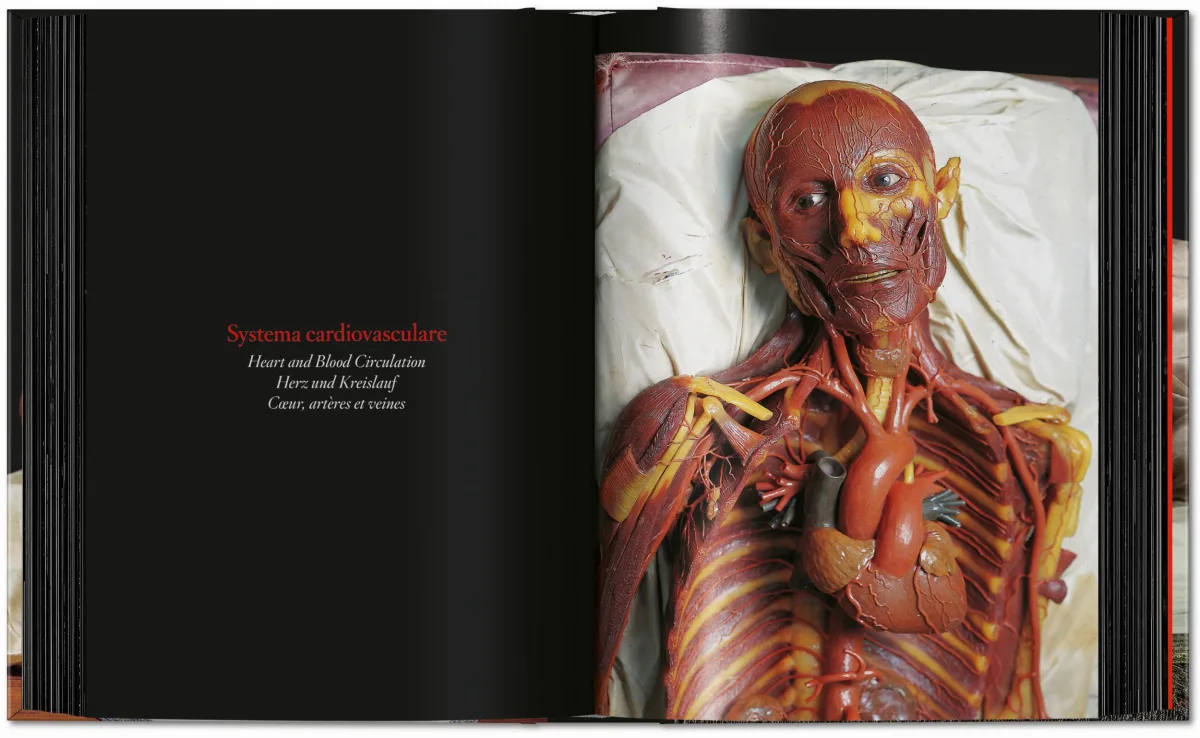 Anatomical Waxes. 45th Ed. - Image 15 de 26
