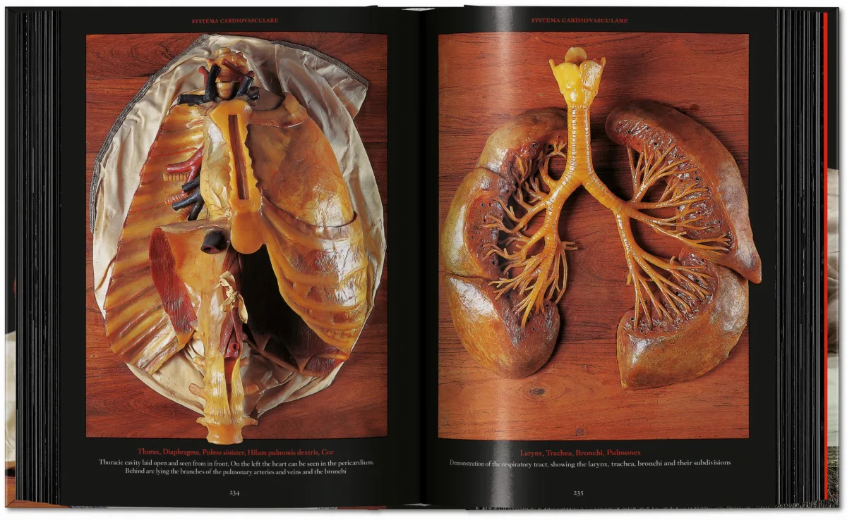 Anatomical Waxes. 45th Ed. - Image 16 de 26