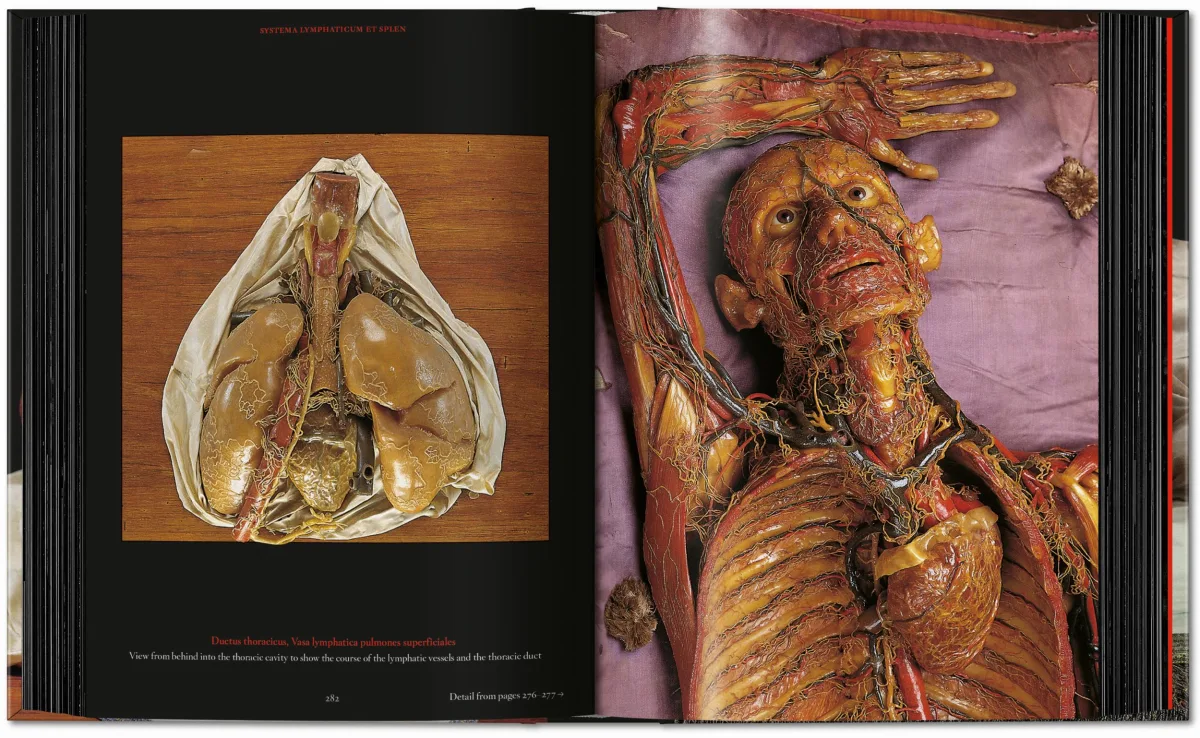 Anatomical Waxes. 45th Ed. - Image 18 de 26