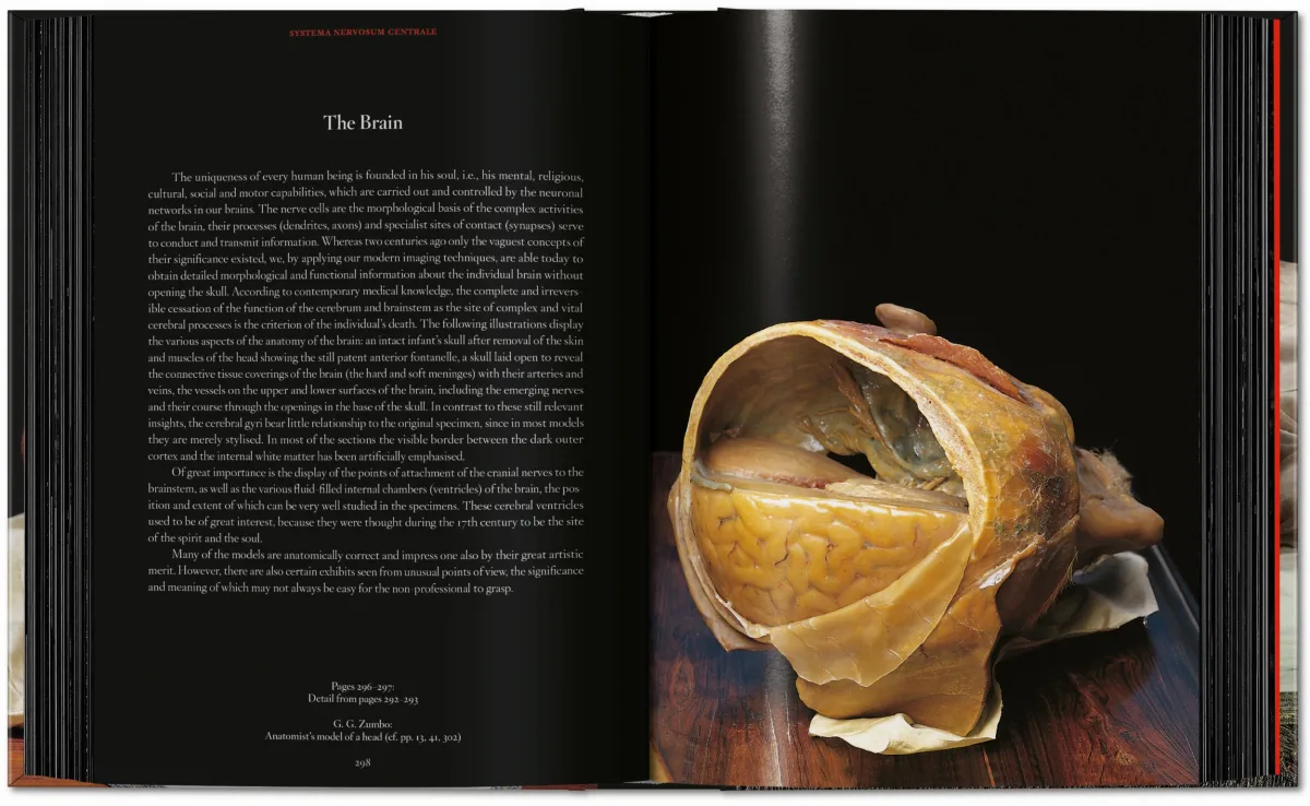 Anatomical Waxes. 45th Ed. - Image 19 de 26