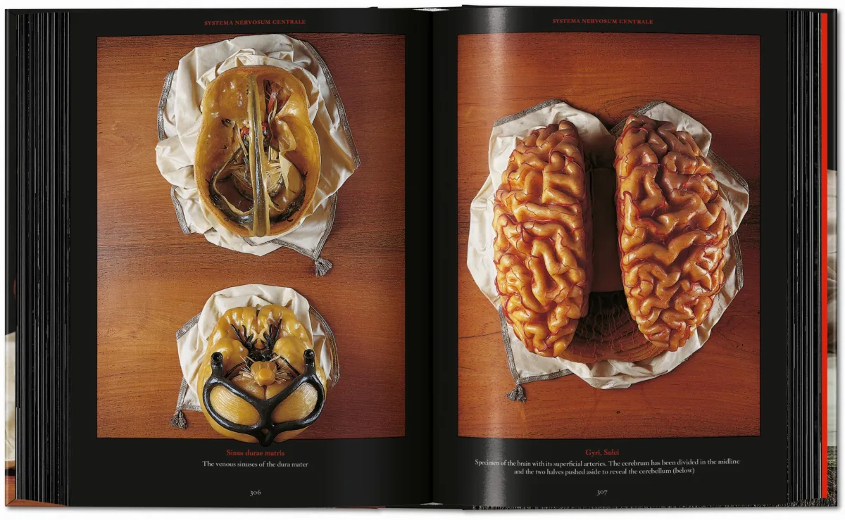 Anatomical Waxes. 45th Ed. - Image 20 de 26