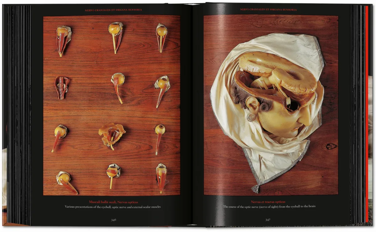 Anatomical Waxes. 45th Ed. - Image 22 de 26