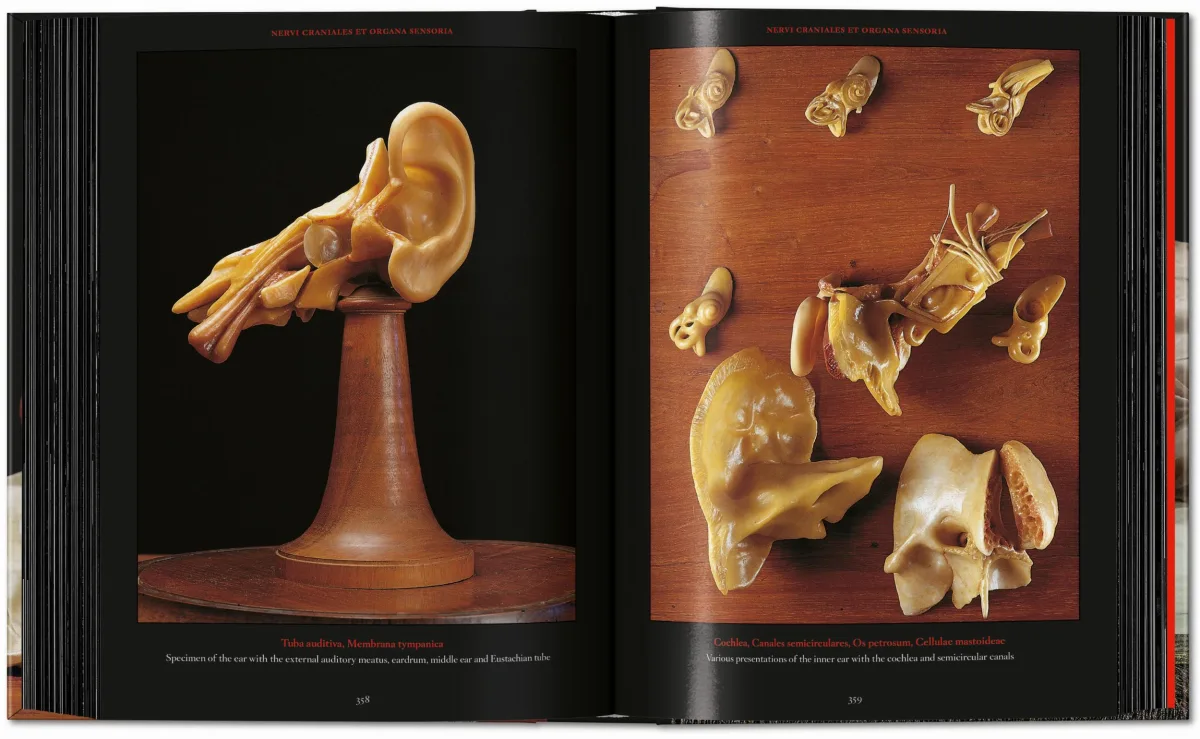 Anatomical Waxes. 45th Ed. - Image 23 de 26